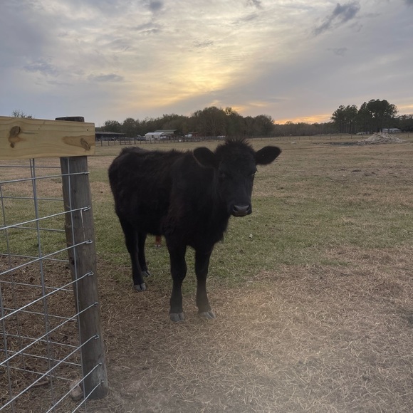 📖🪴Spring Is in the Air🪴Bookmark 🐾🌻 - Picture 7 of 16